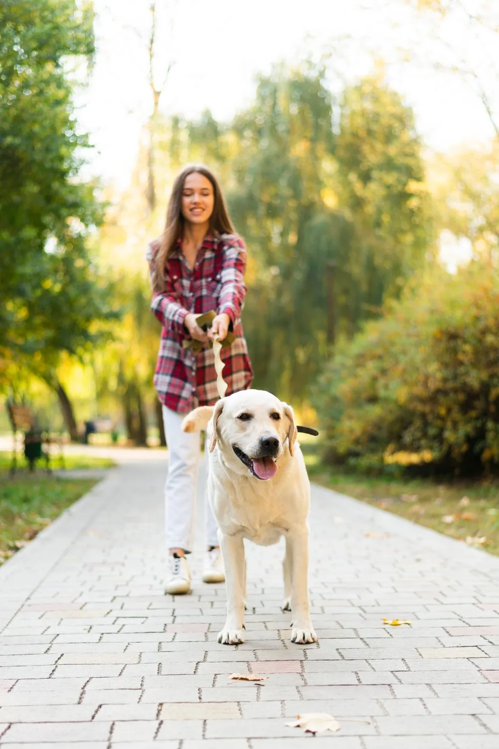 A woman walking a yellow Labrador on a park path