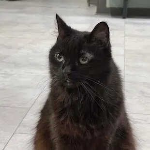 A black cat patient