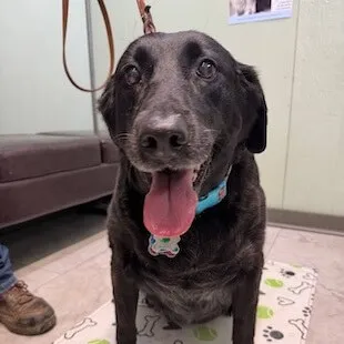 A black Labrador patient smiling in the exam room
