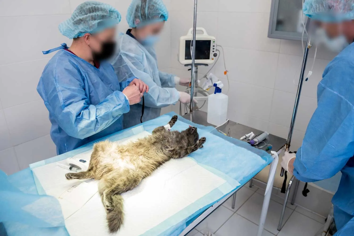 A surgical team preparing a cat for surgery