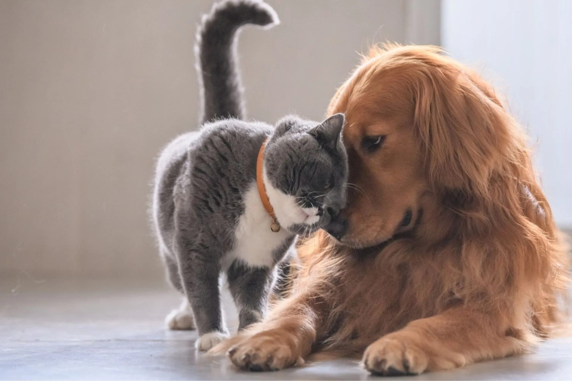 A cat and a dog cuddling
