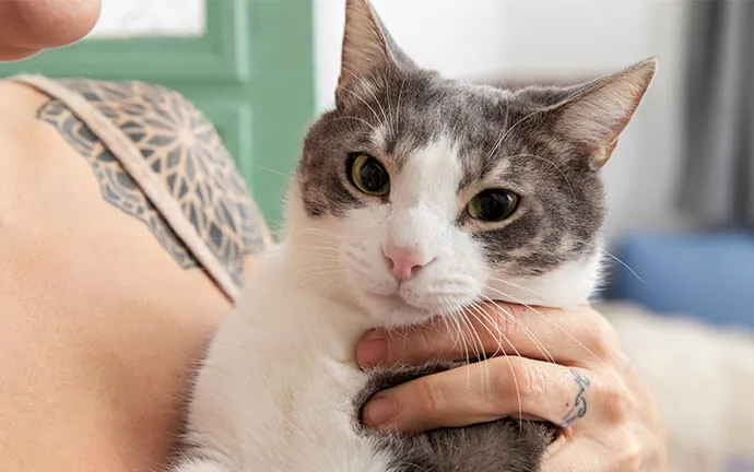 A calm grey and white cat being held close by its owner