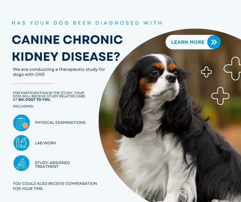 Has your dog been diagnosed with canine chronic kidney disease? We are conducting a therapeutic study for dogs with CKD. Your dog will receive study-related care at no cost to you, including physical examinations, lab work and study-assigned treatment. You could also receive compensation for your time. Learn more.