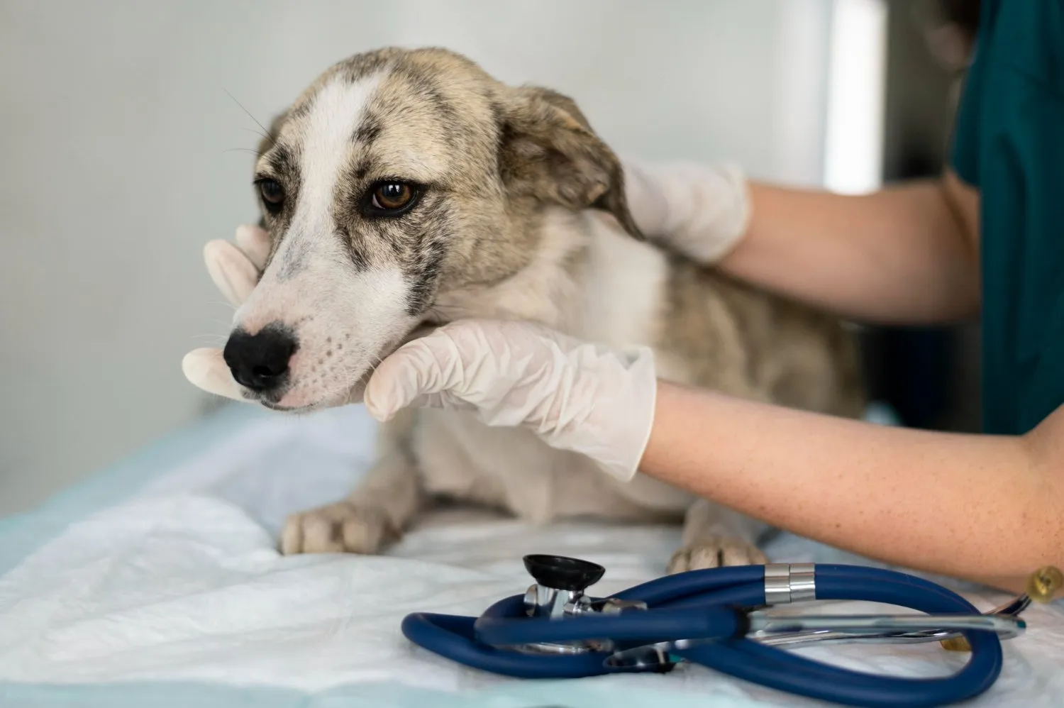 A veterinarian gently holding a dog's head during an exam