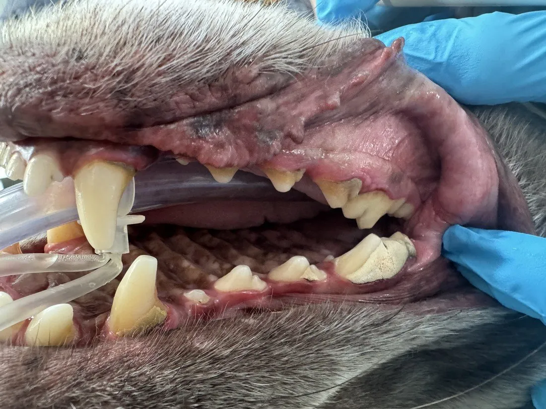 A dog's teeth during a dental procedure