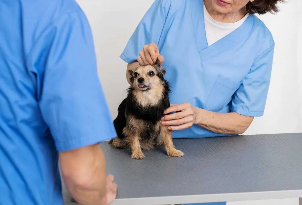 A small black and tan dog on the exam table with a vet nurse