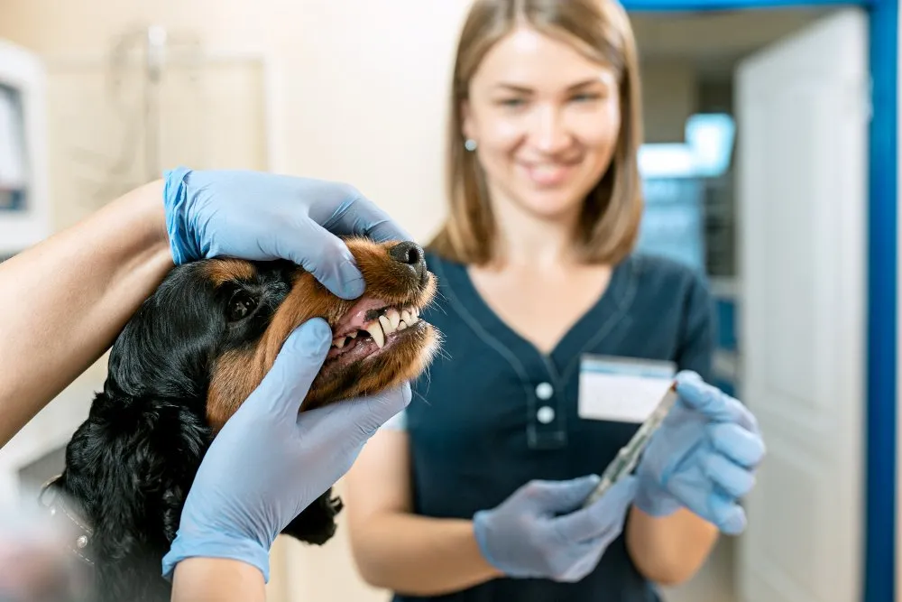 A veterinarian checking a dog's teeth as a smiling team member looks on