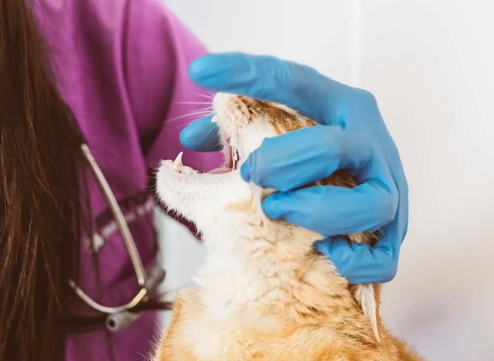 A veterinarian checking a cat's teeth