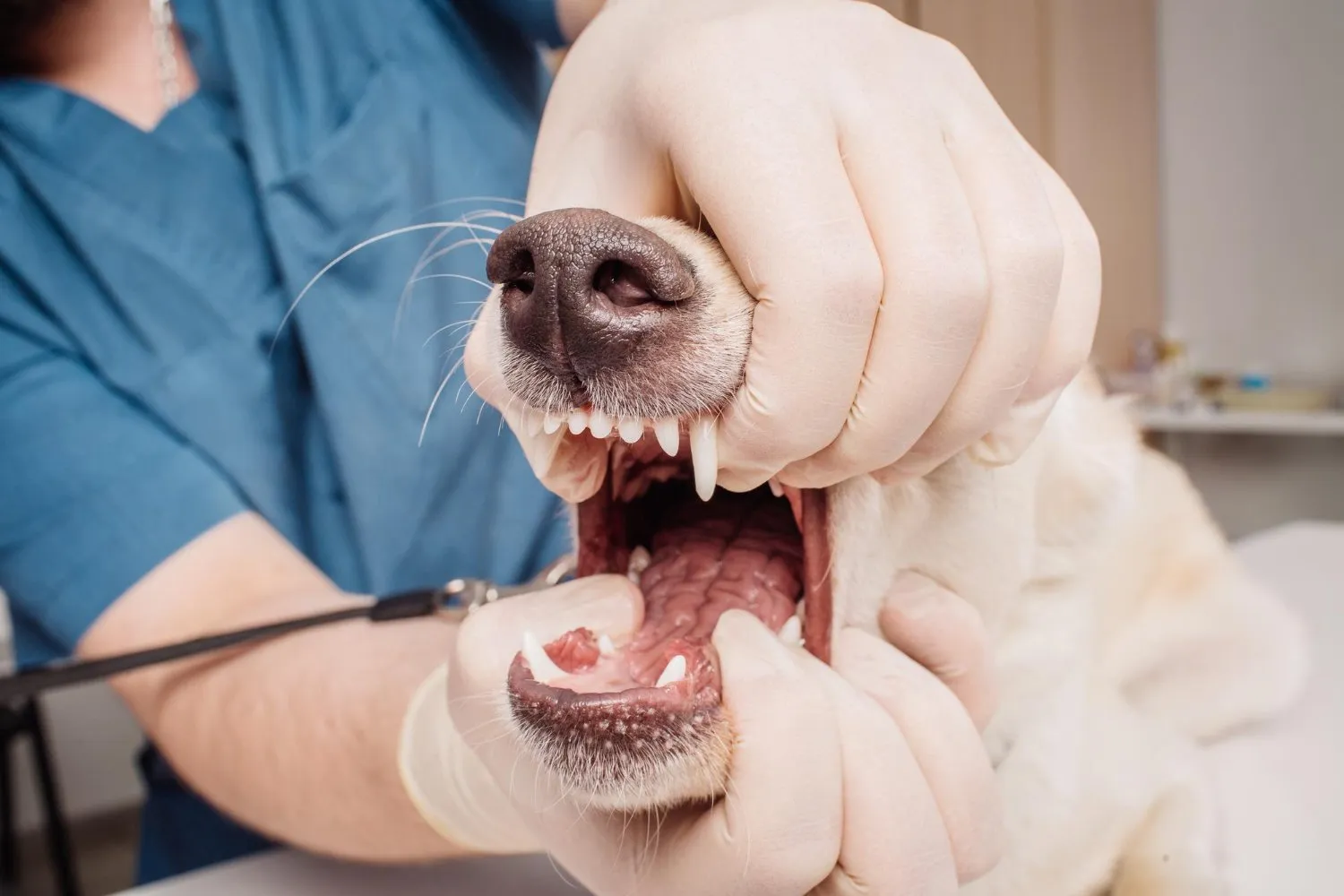 A veterinarian opening a dog's mouth to check its teeth