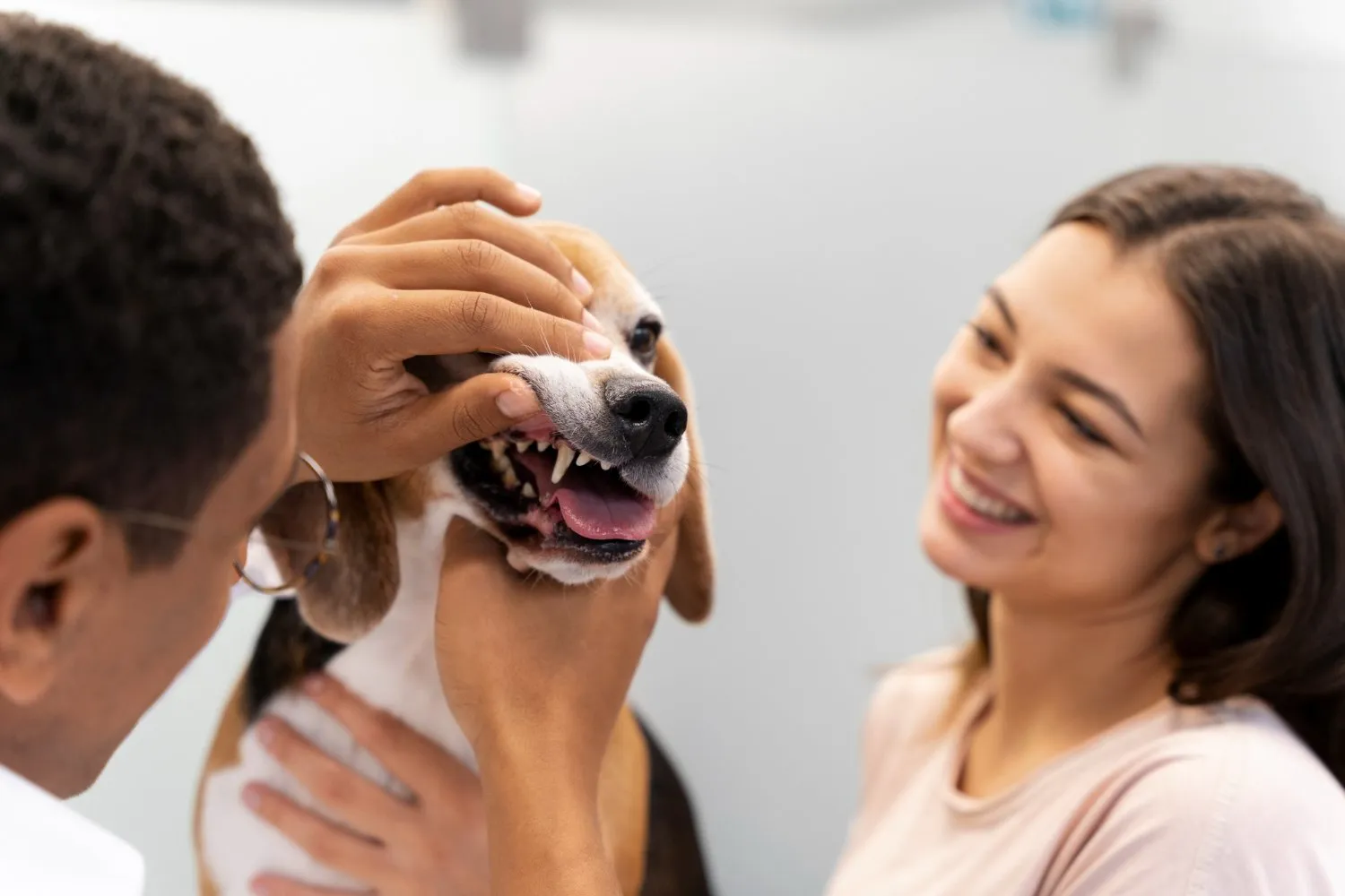 A veterinarian showing a smiling owner their beagle's teeth
