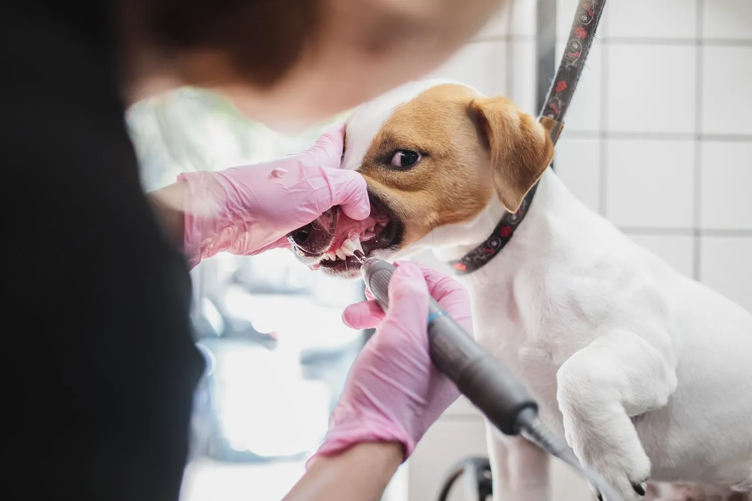 A dog having its teeth cleaned