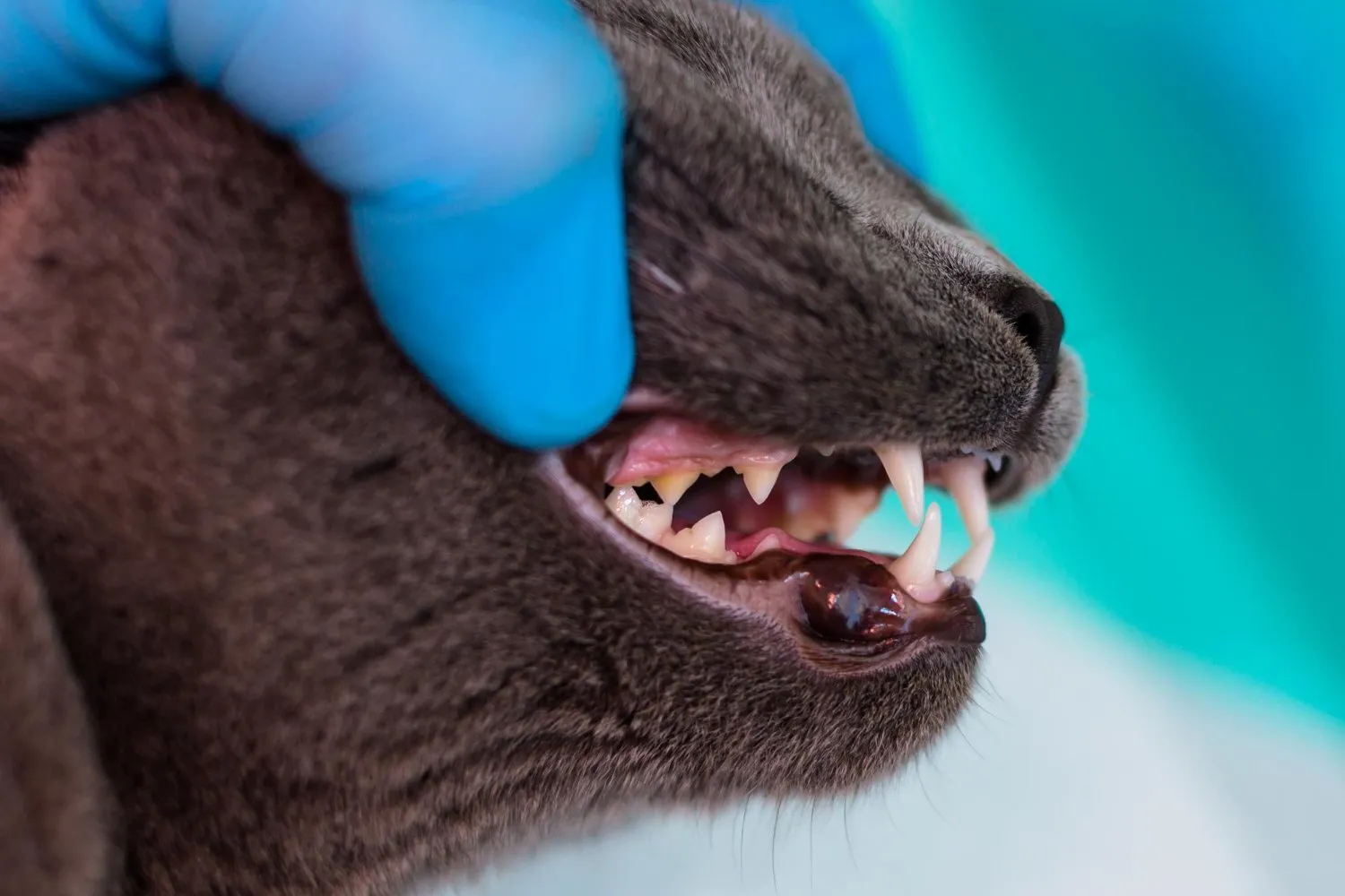 Dental X-rays at Cobblestone Veterinary Hospital