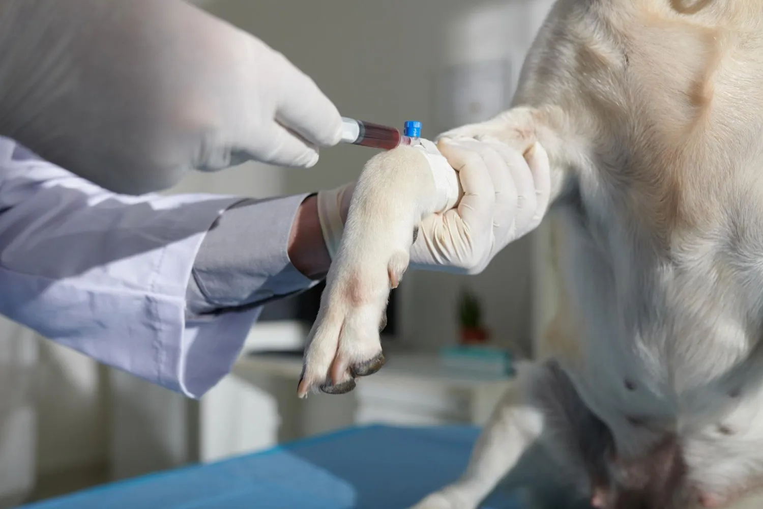 A blood sample being drawn from a dog's foreleg