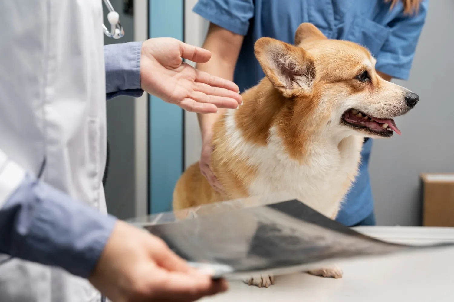 A veterinarian reviewing an X-ray beside a corgi