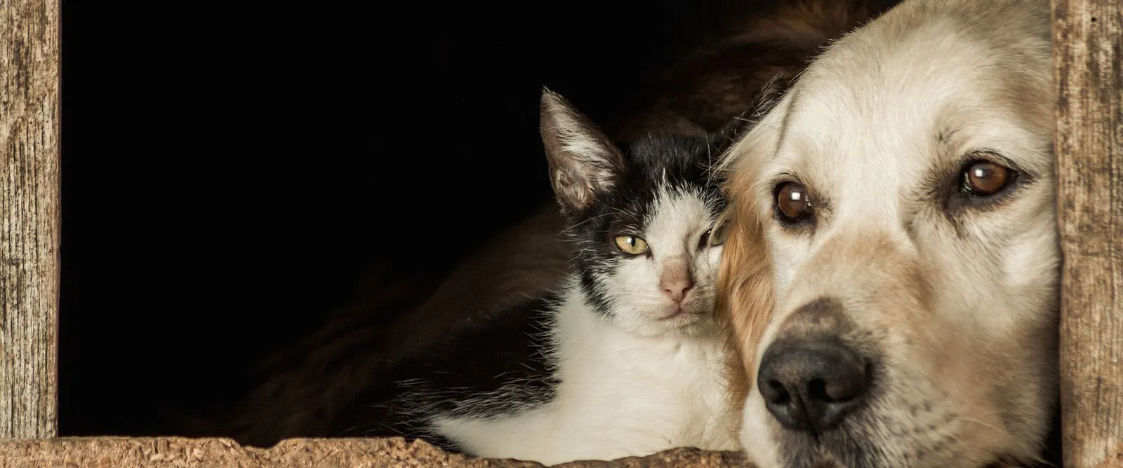 Digital Radiology at Cobblestone Veterinary Hospital