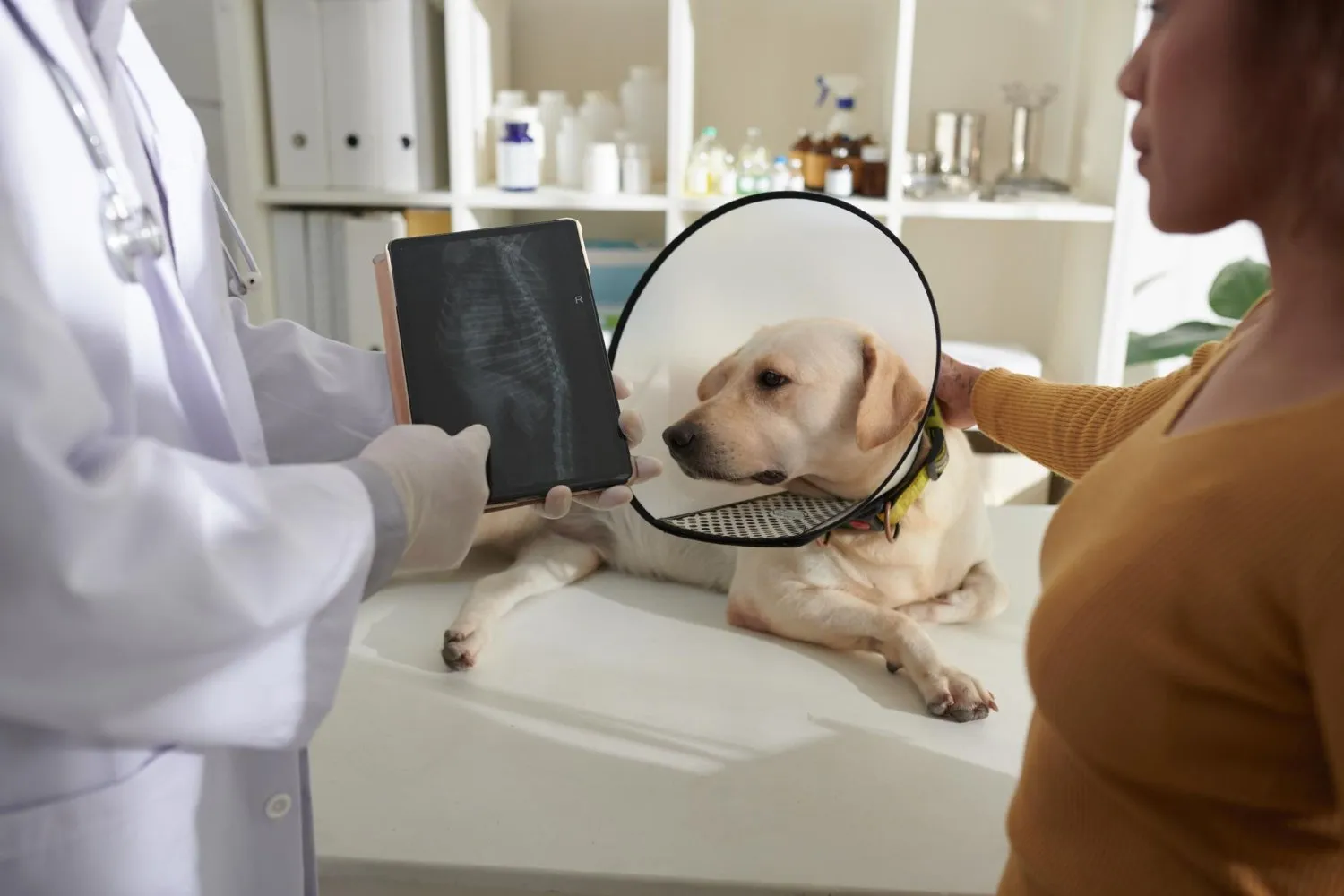 A veterinarian showing an X-ray to the owner of a Labrador wearing a cone