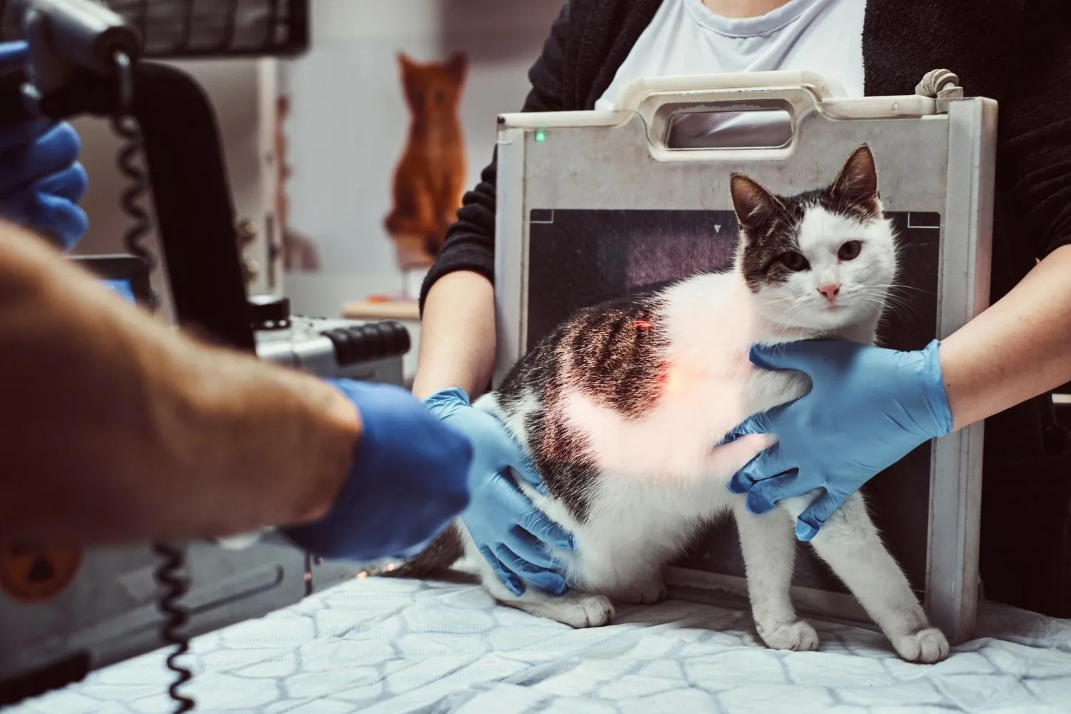 Digital Xray at Cobblestone Veterinary Hospital