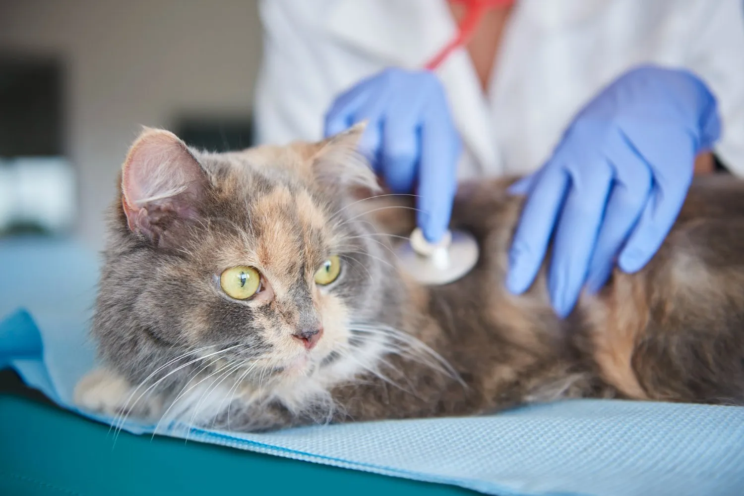 A veterinarian listening to a cat's heart with a stethoscope