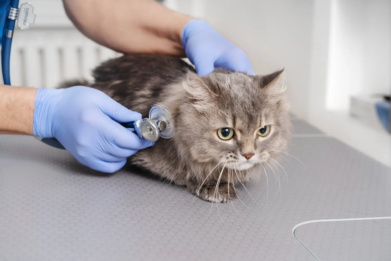 A veterinarian listening to a long-haired cat's chest