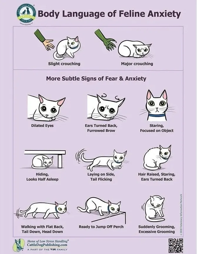 Poster: body language of feline anxiety, from slight and major crouching to subtle signs like dilated eyes, ears turned back, hiding, tail flicking and excessive grooming