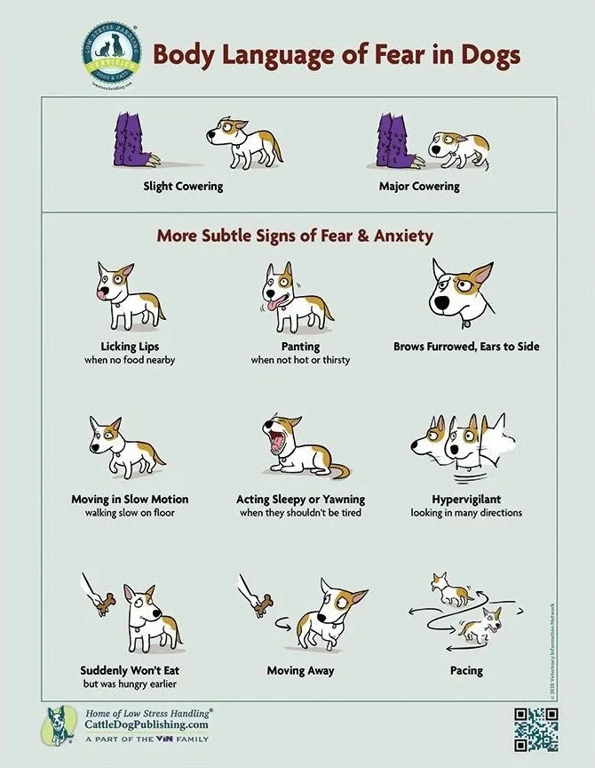 Poster: body language of fear in dogs, from slight and major cowering to subtle signs like lip licking, panting, yawning, moving slowly, refusing food and pacing
