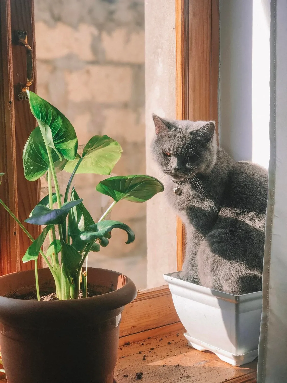 A grey cat sitting on a windowsill beside a houseplant