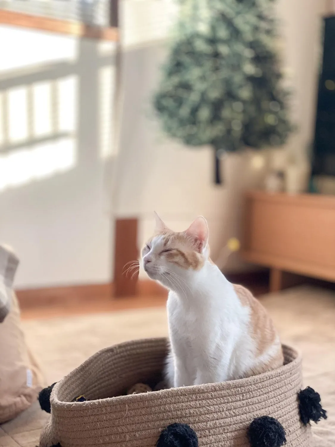 A white and orange cat sitting in a basket at home