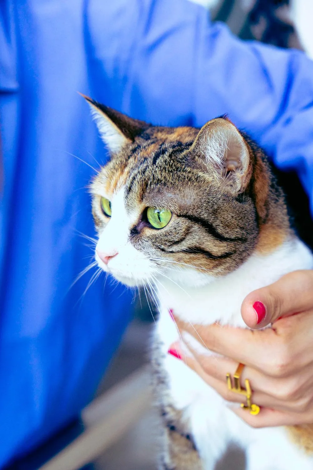 Fear Free at Cobblestone Veterinary Hospital