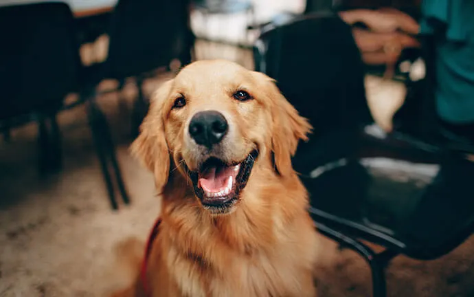 A smiling golden retriever