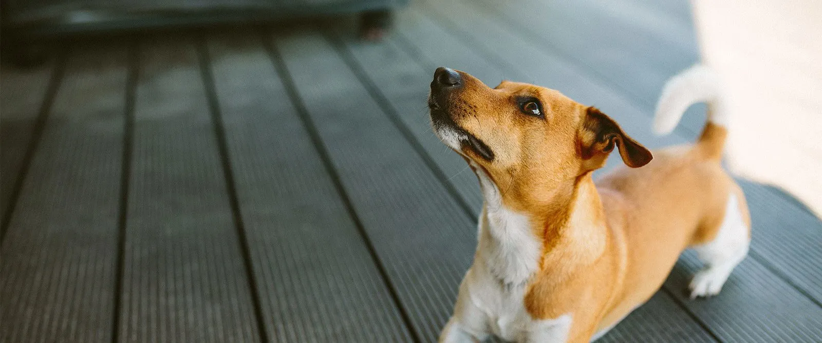 A small dog standing on a wooden deck