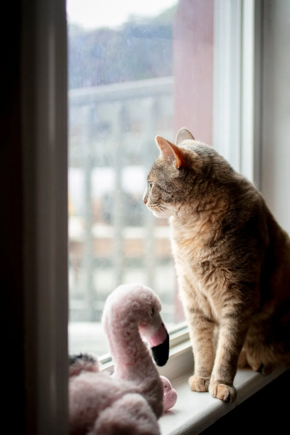 A cat looking out a sunny window