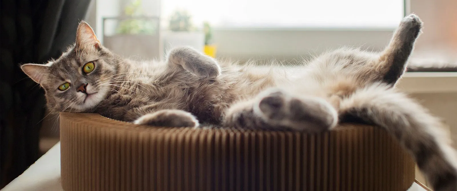 A grey cat stretched out in a cardboard scratcher bed