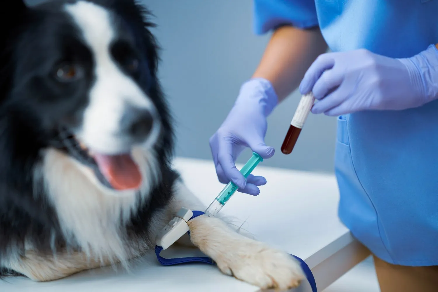 A blood sample being drawn from a border collie