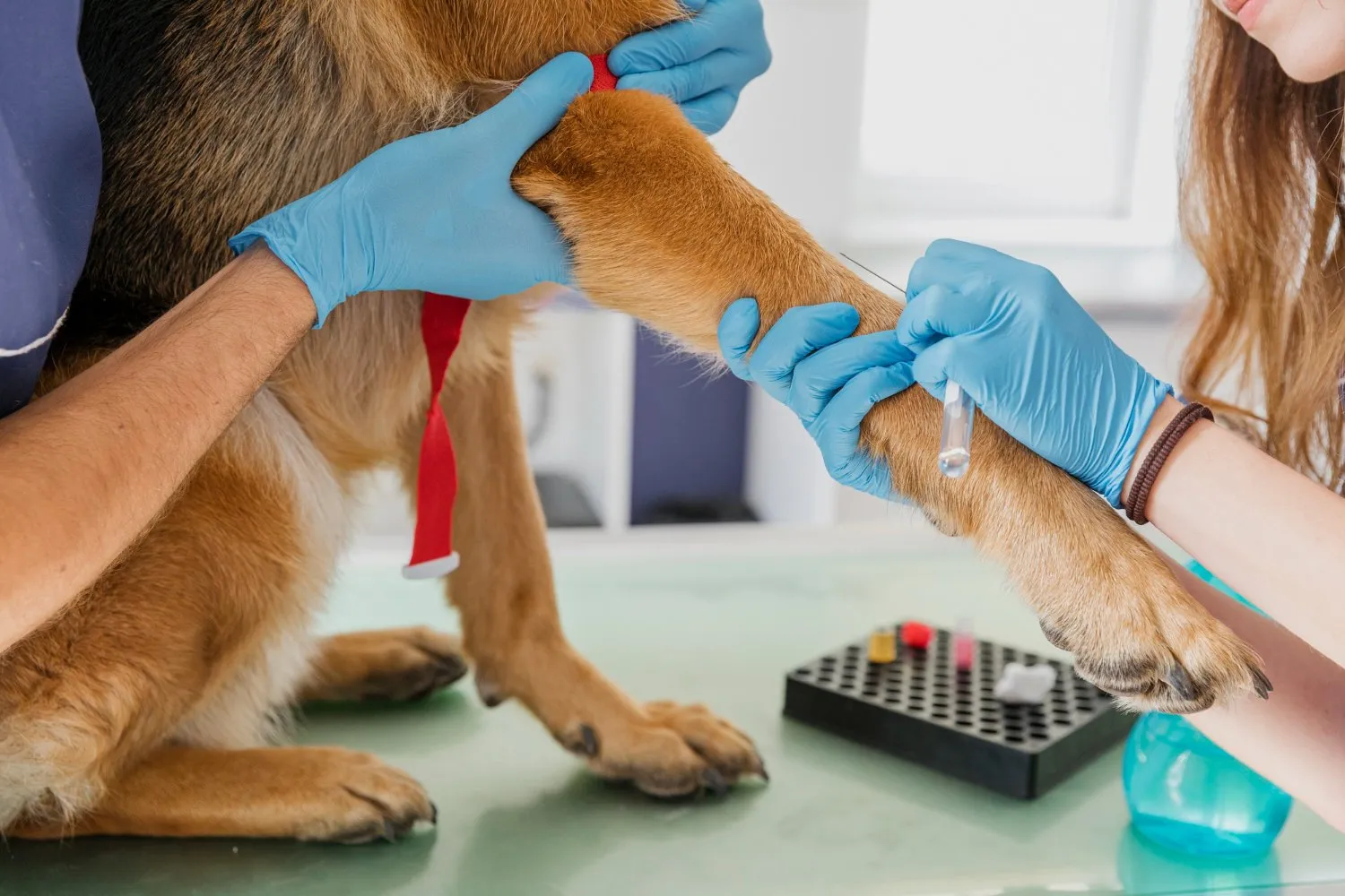 A dog's blood sample being collected for lab testing