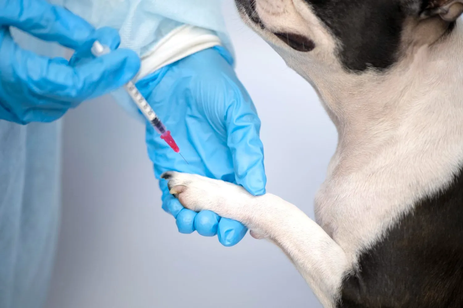 A dog having a blood sample taken from its paw