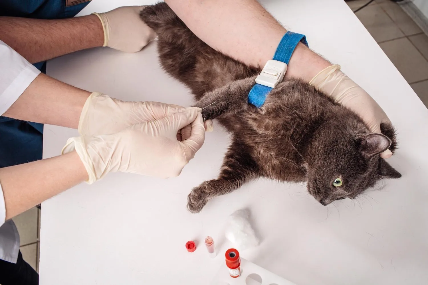 Bloodwork at Cobblestone Veterinary Hospital