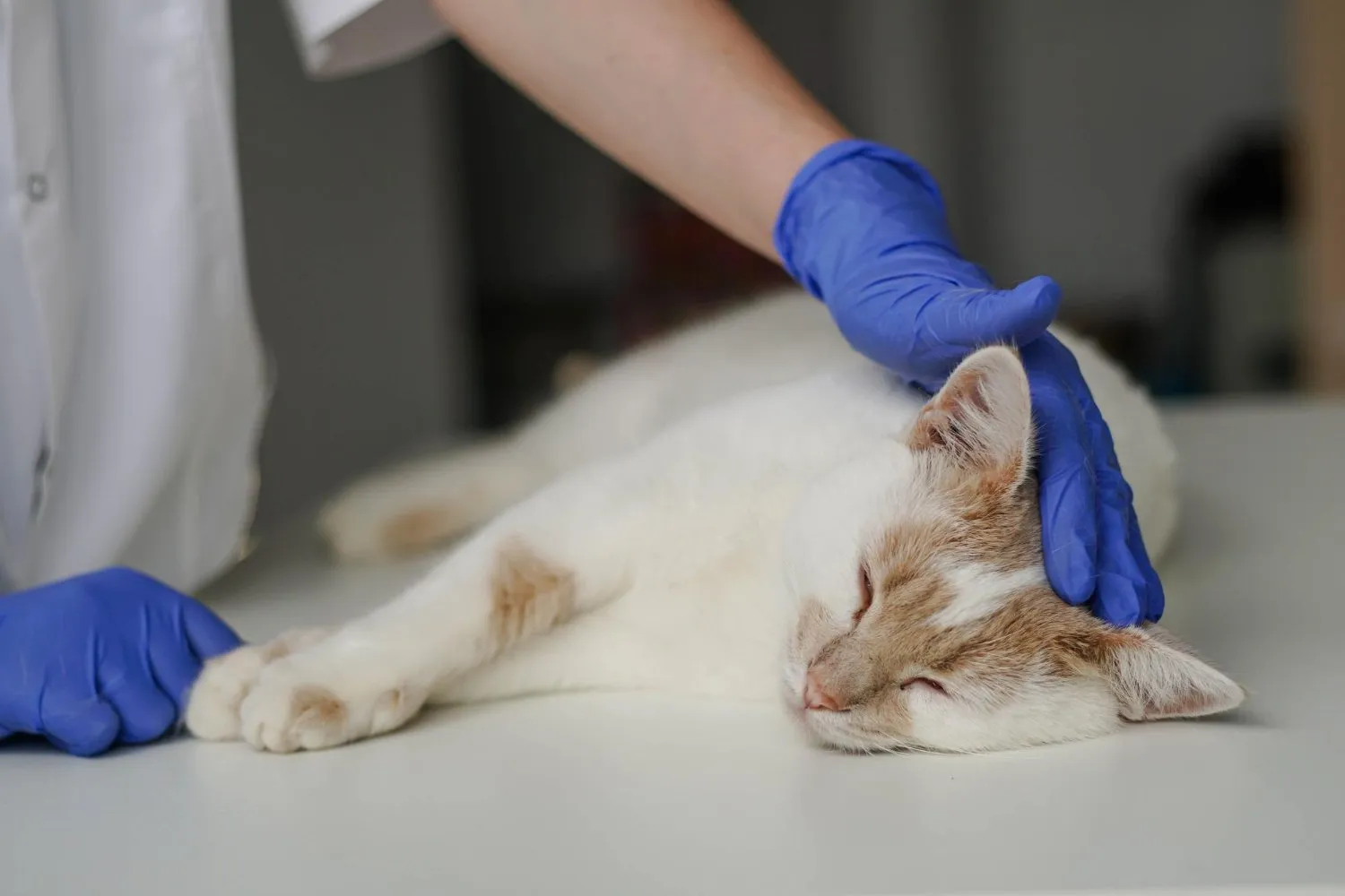 A white cat resting while a veterinarian strokes its head