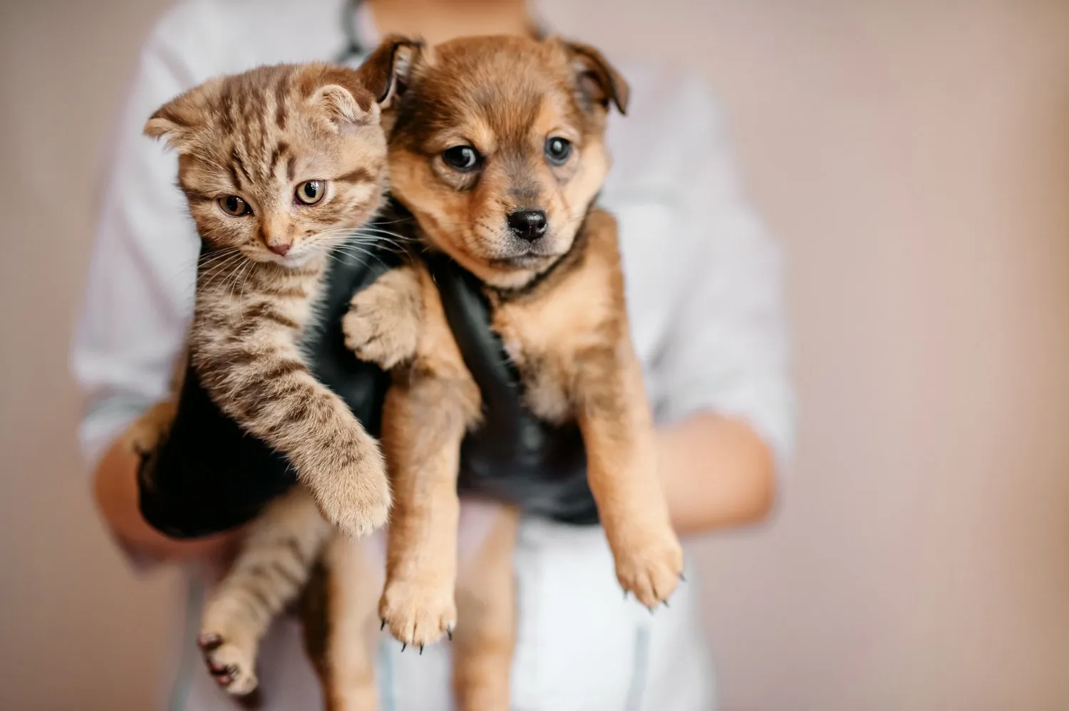 A kitten and a puppy held up together