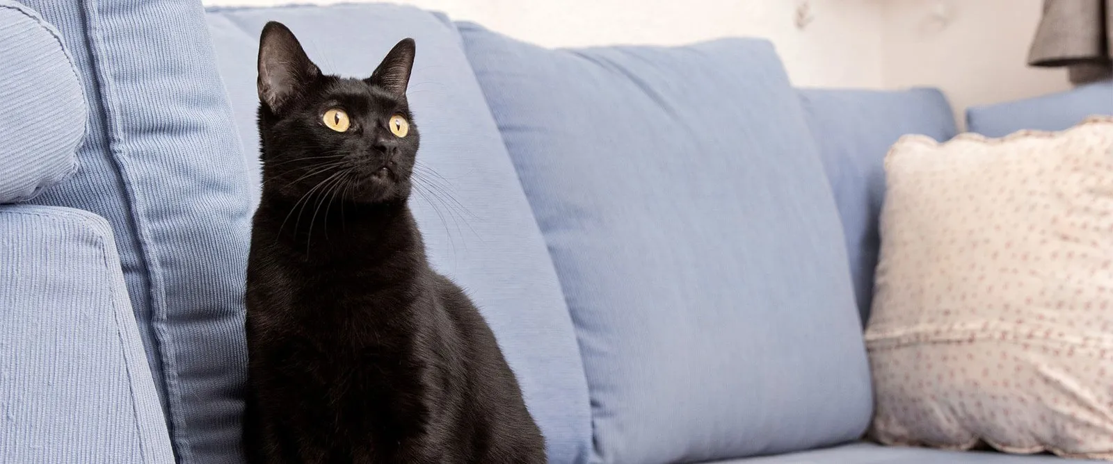 A black cat sitting on a sofa