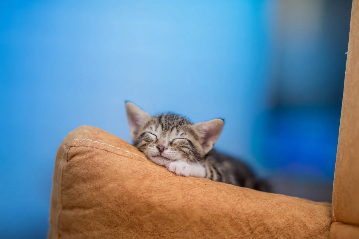 Kitten Care at Cobblestone Veterinary Hospital