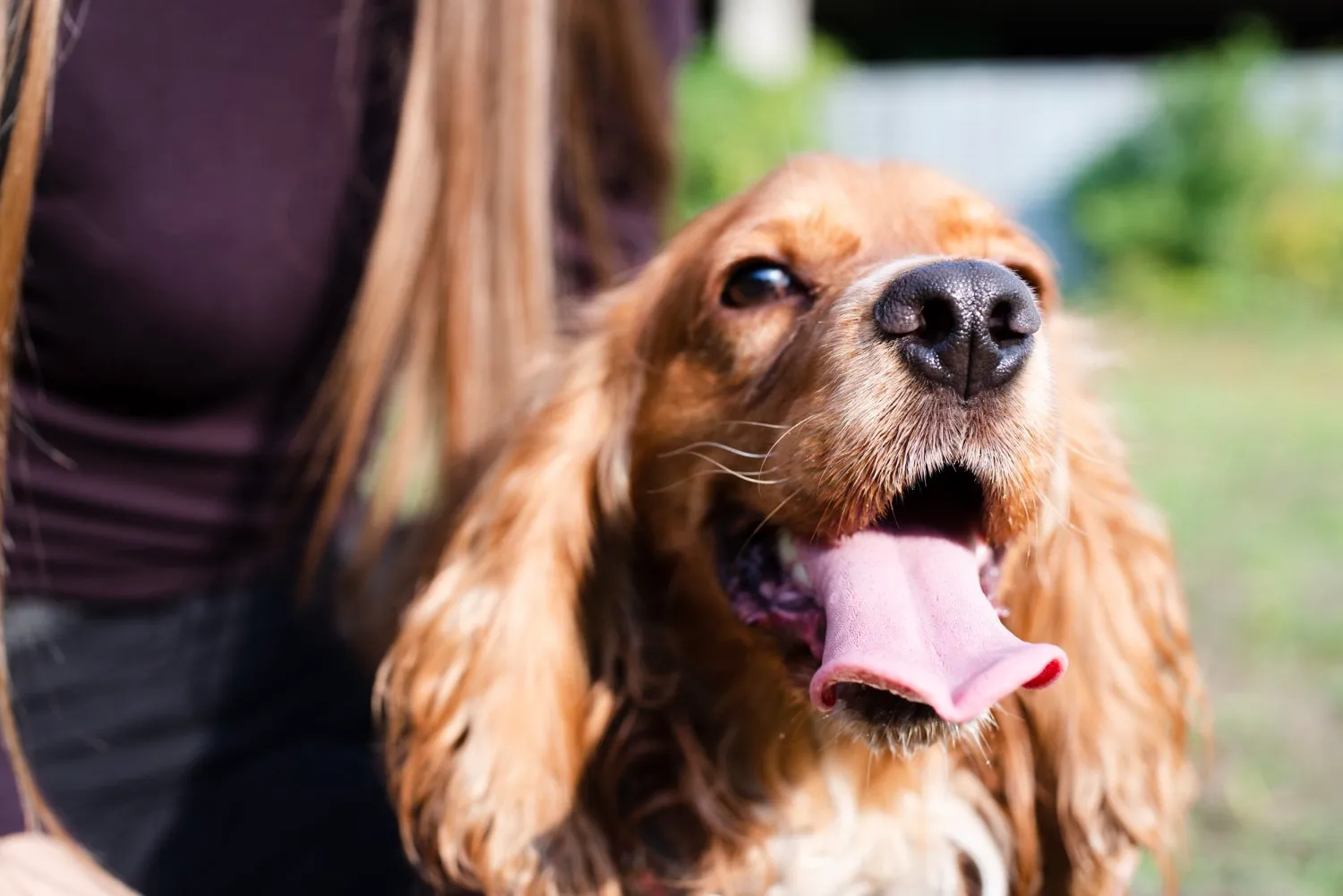 A happy cocker spaniel outdoors with its owner