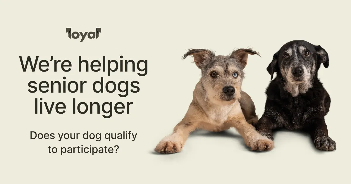 Loyal: we are helping senior dogs live longer. Does your dog qualify to participate? Two senior dogs lying side by side.