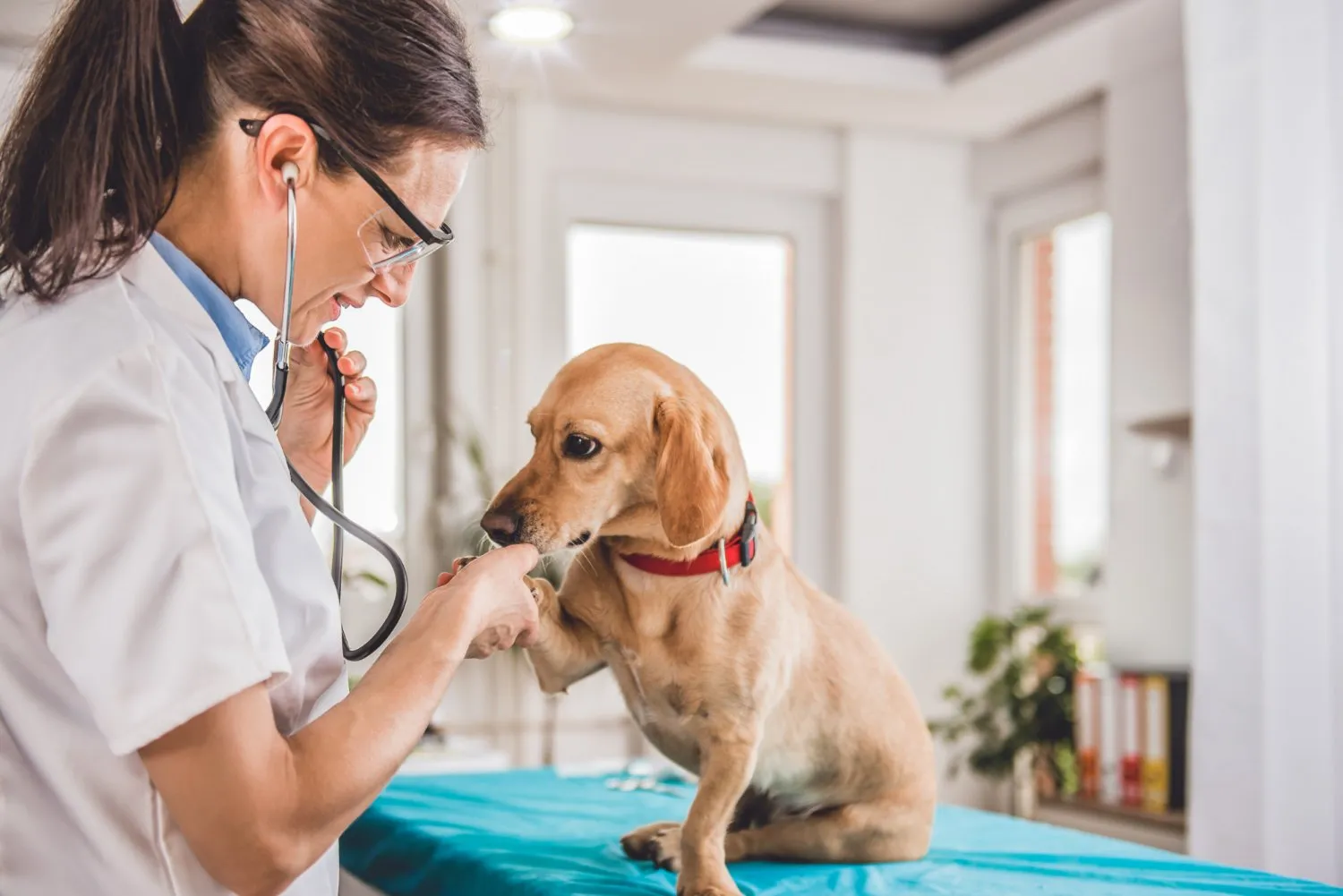 A veterinarian listening to a dachshund's chest