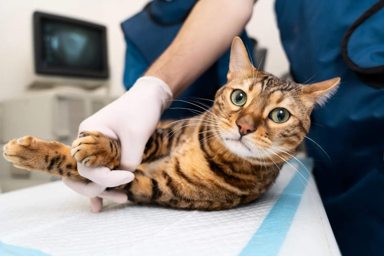 A Bengal cat being examined on the table