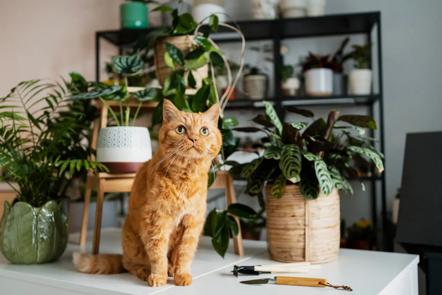 An orange cat sitting on a table among houseplants