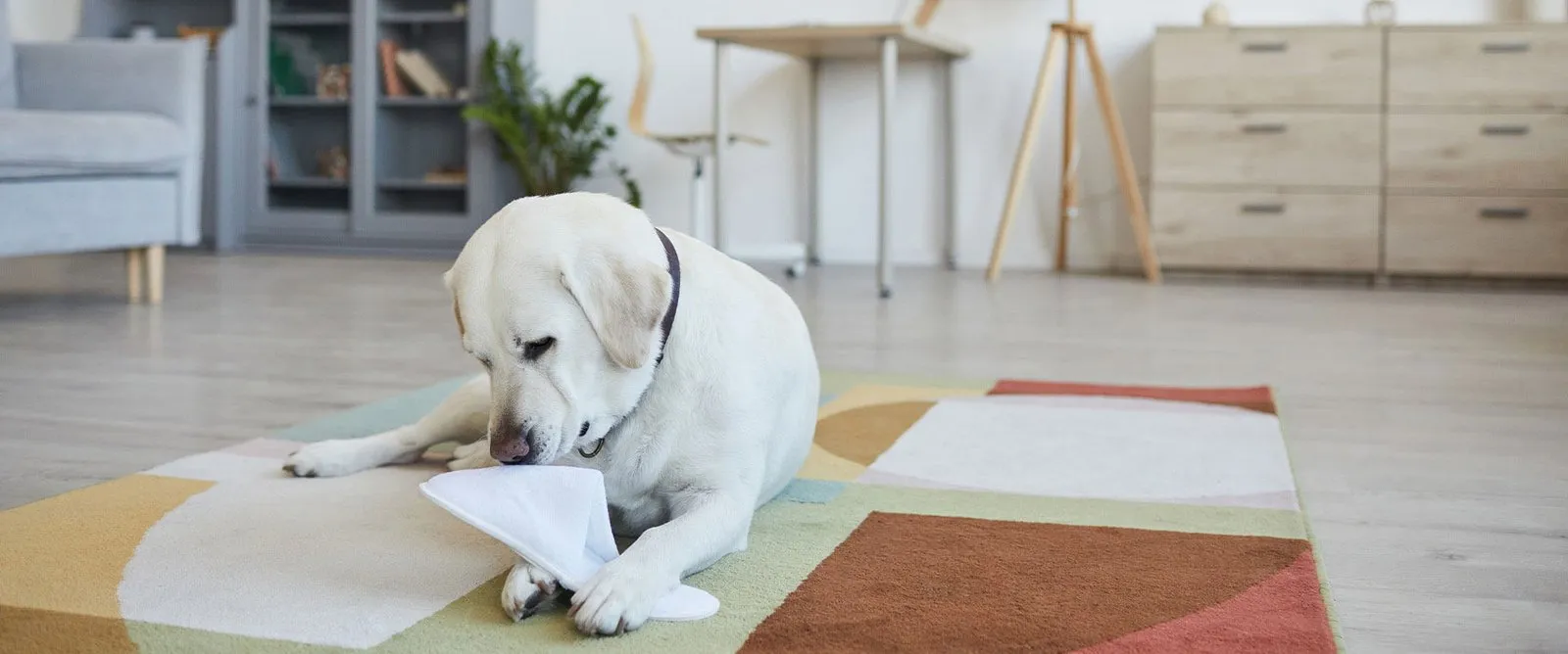 A white dog lying on a rug at home