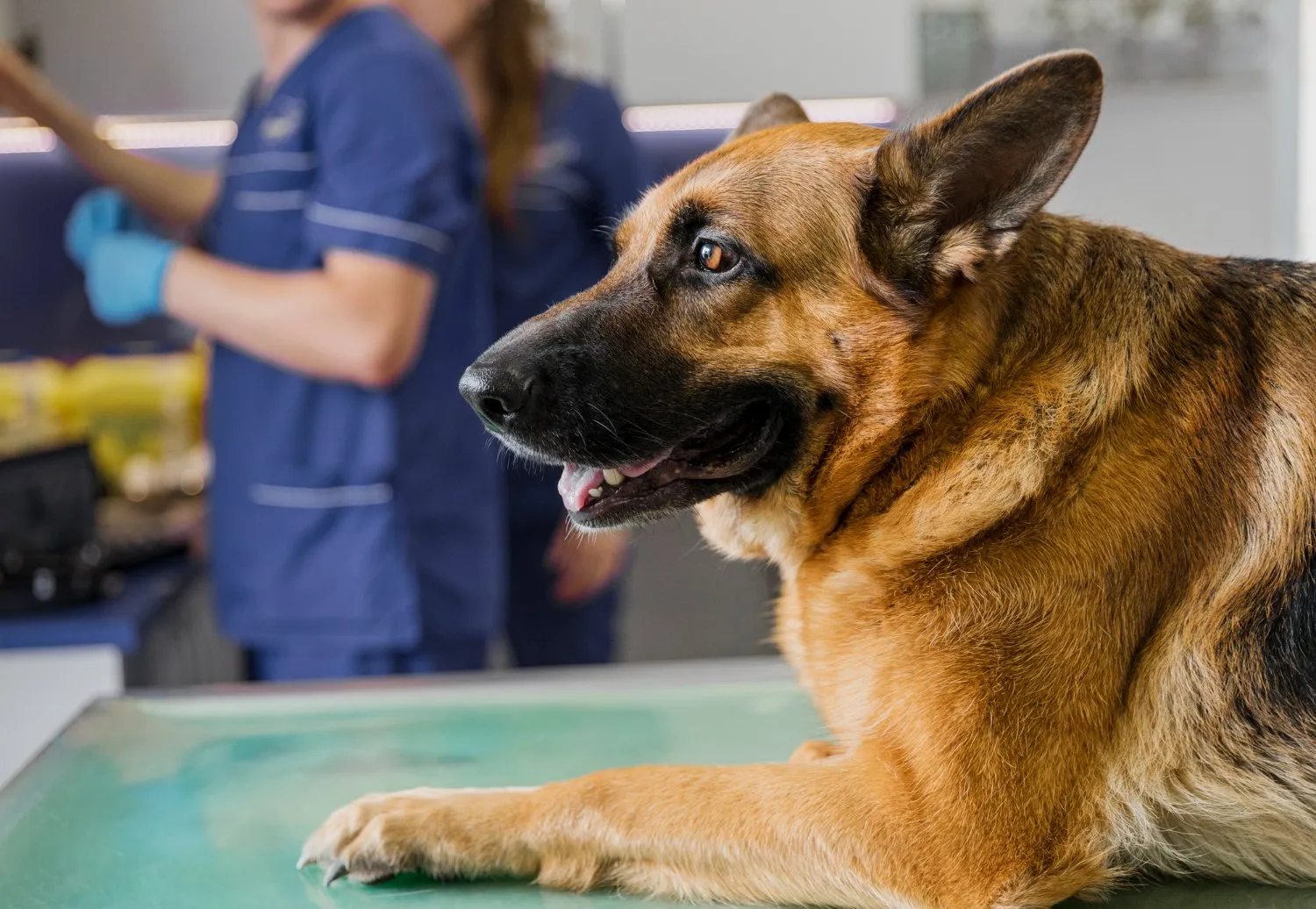 Pet Anesthesia & Monitoring at Cobblestone Veterinary Hospital