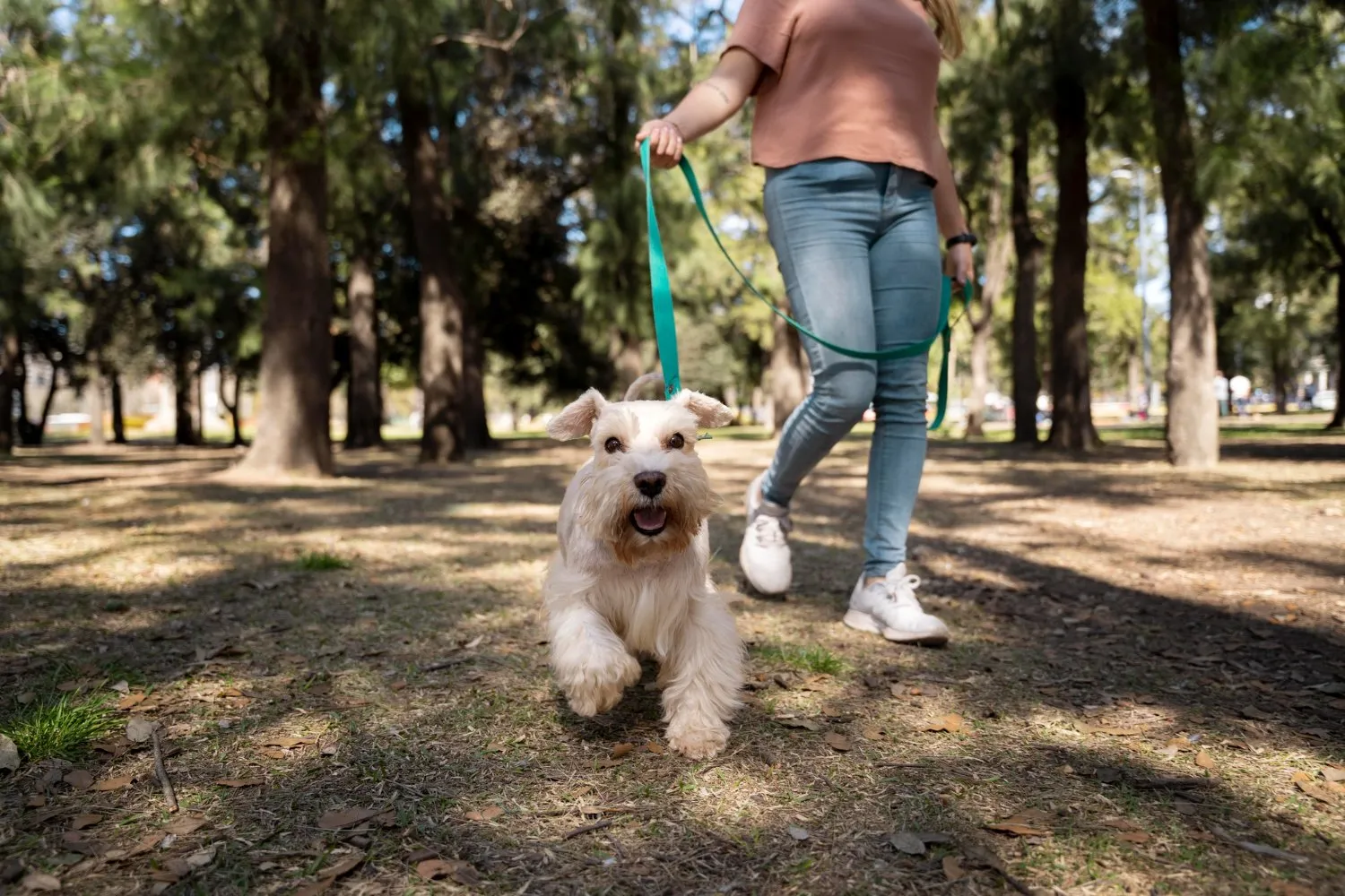 A small white dog walking with its owner in a park