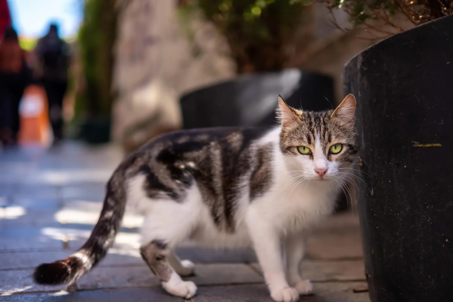 A tabby and white cat walking outdoors