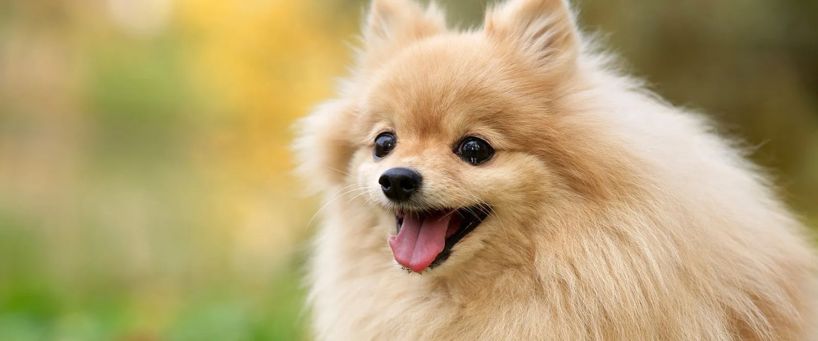 Tooth Extractions at Cobblestone Veterinary Hospital